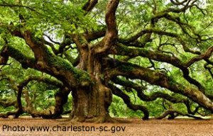 ANGEL OAK_thumb2