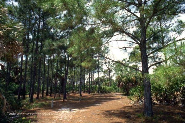 caladesigreen