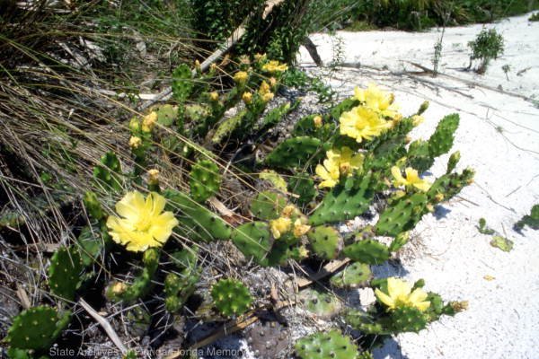 pricklypearcactus-caldesi