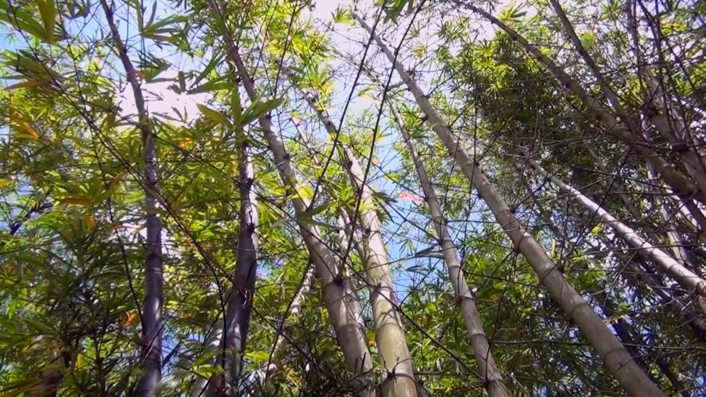 BAMBOO