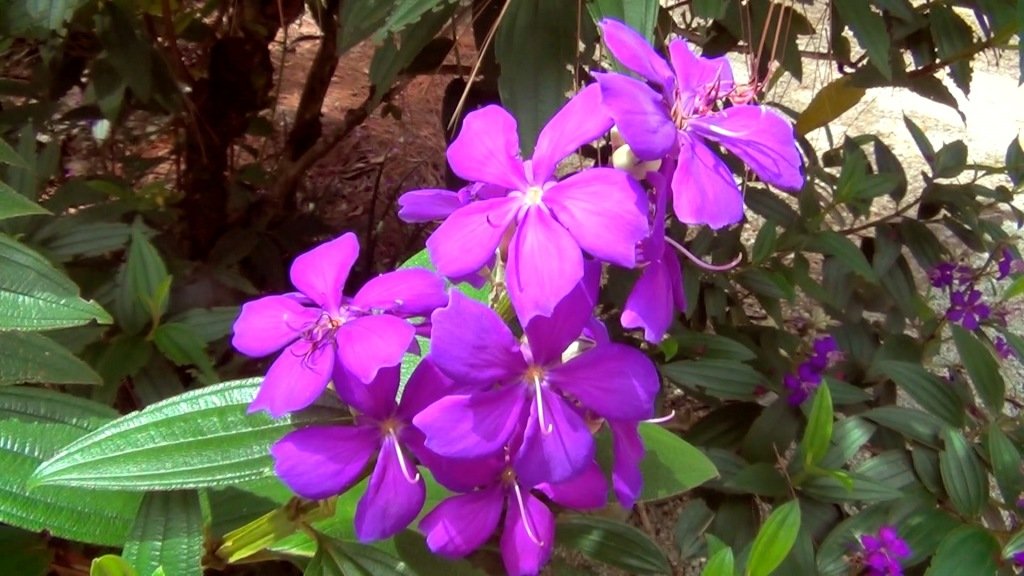 FLOWER BUD