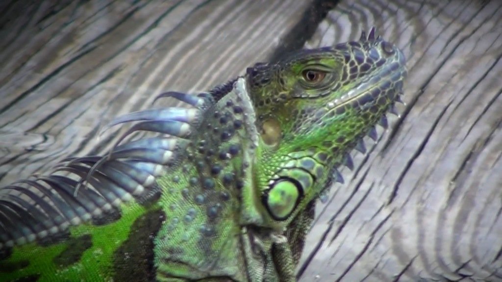 IGUANA