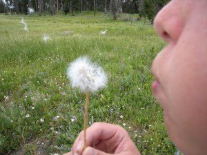 Yellowstone 026