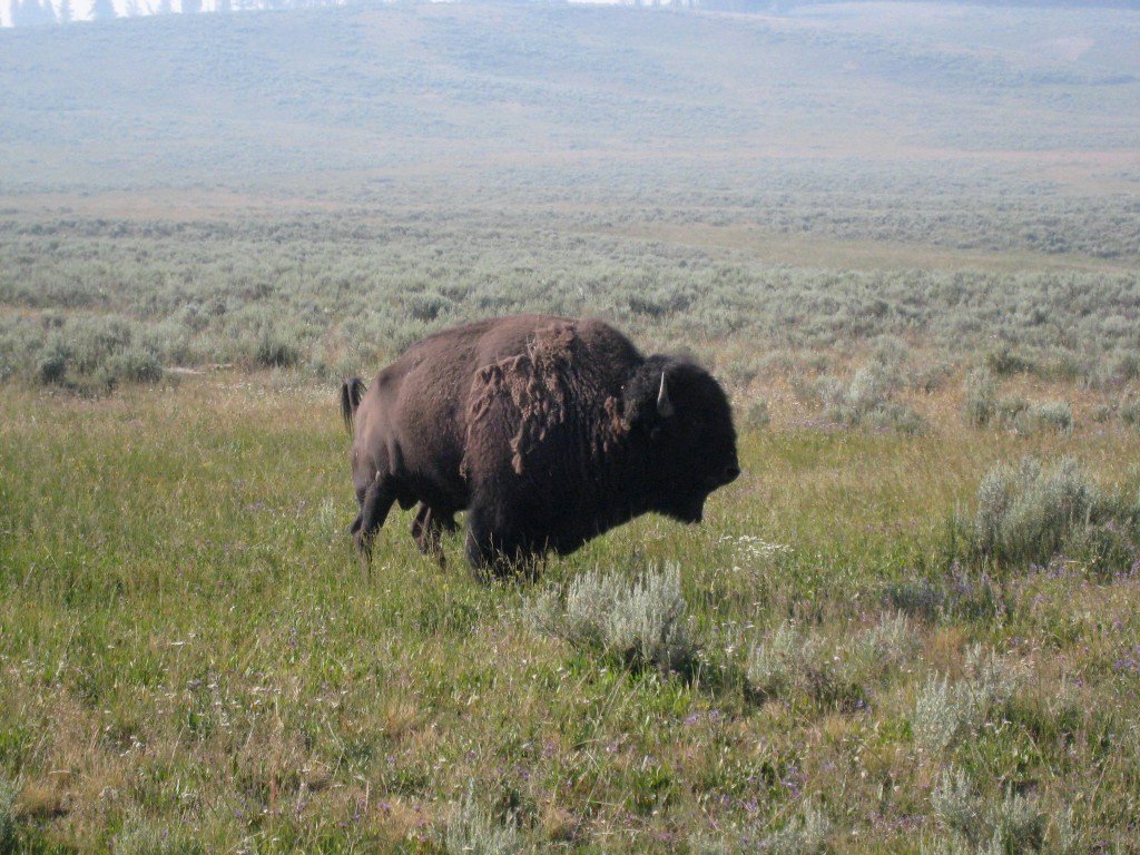 Yellowstone 048