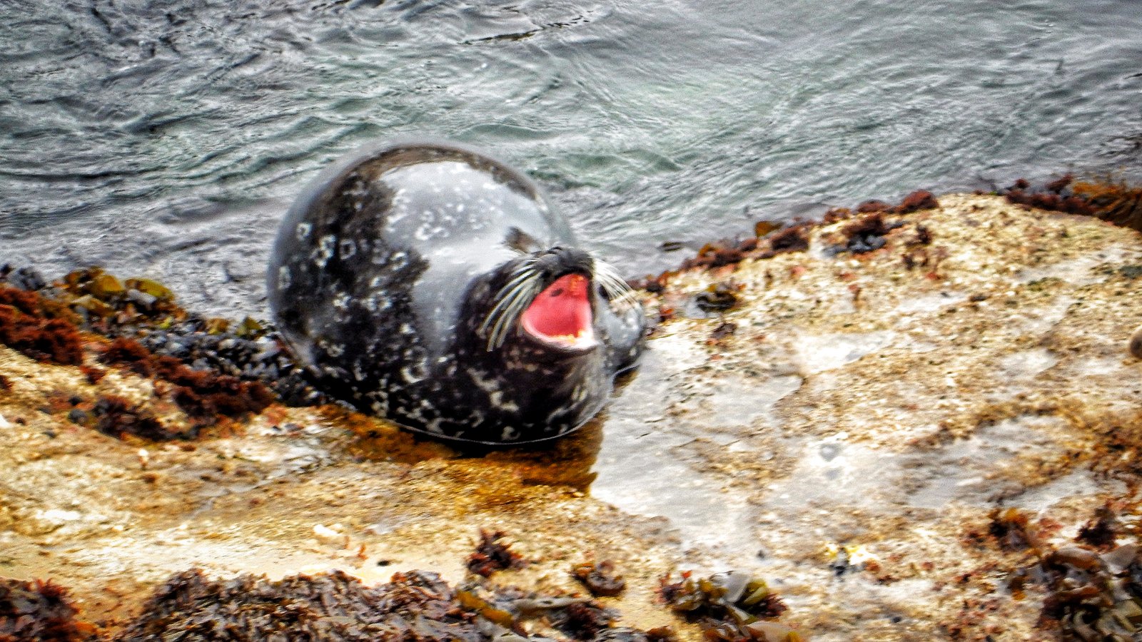 Point Lobos Nature Reserve