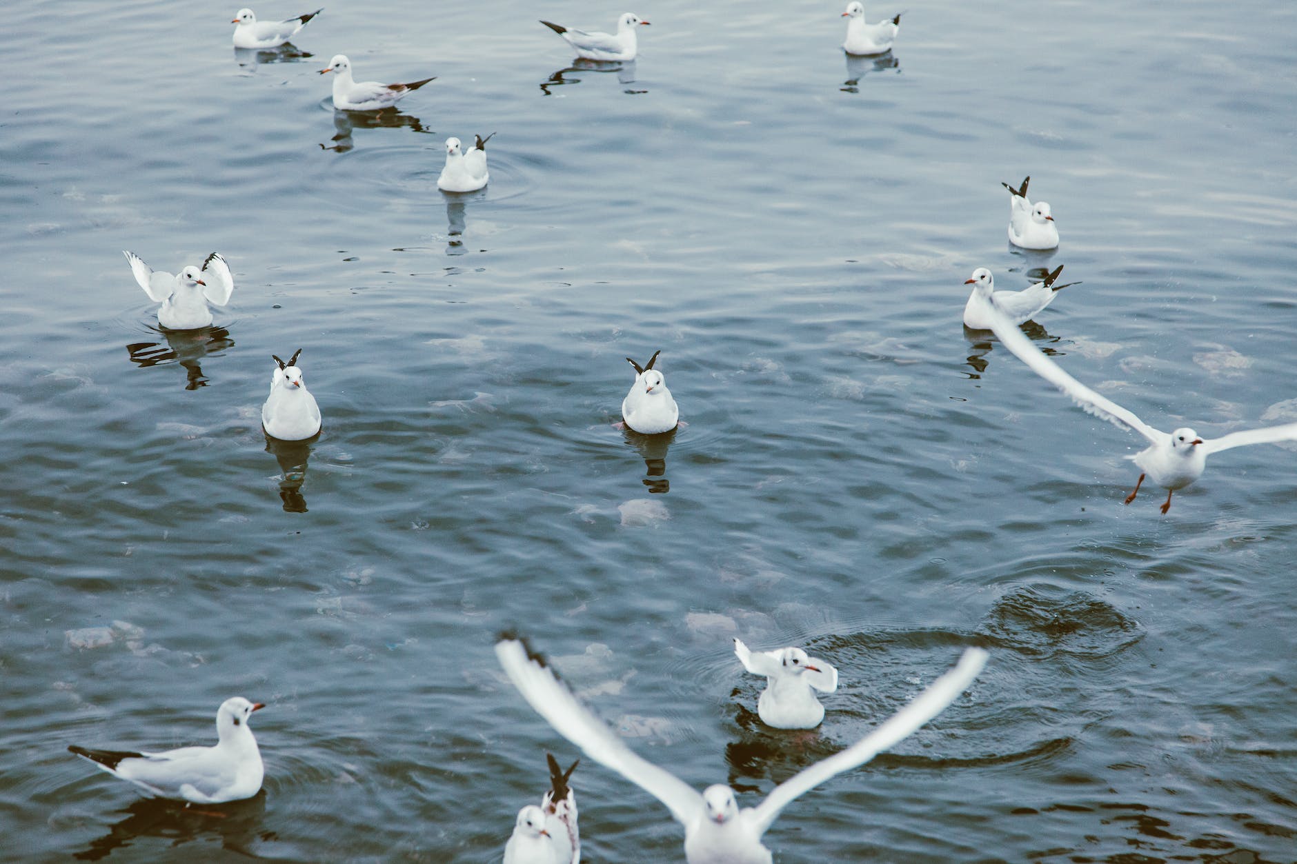 silver gulls on the sea surface