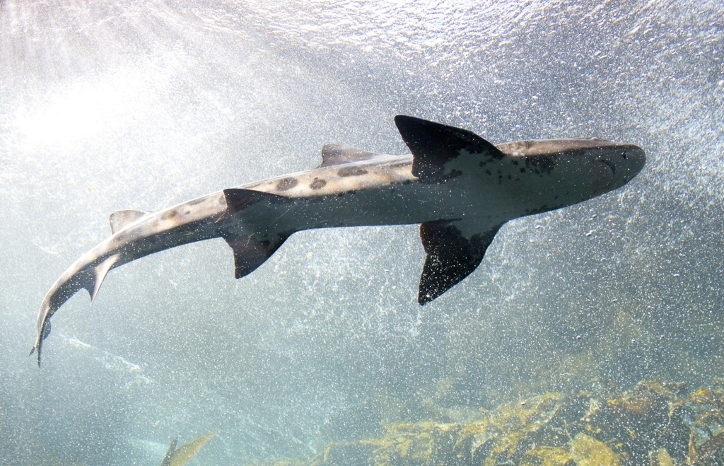 Leopard shark underwater close up