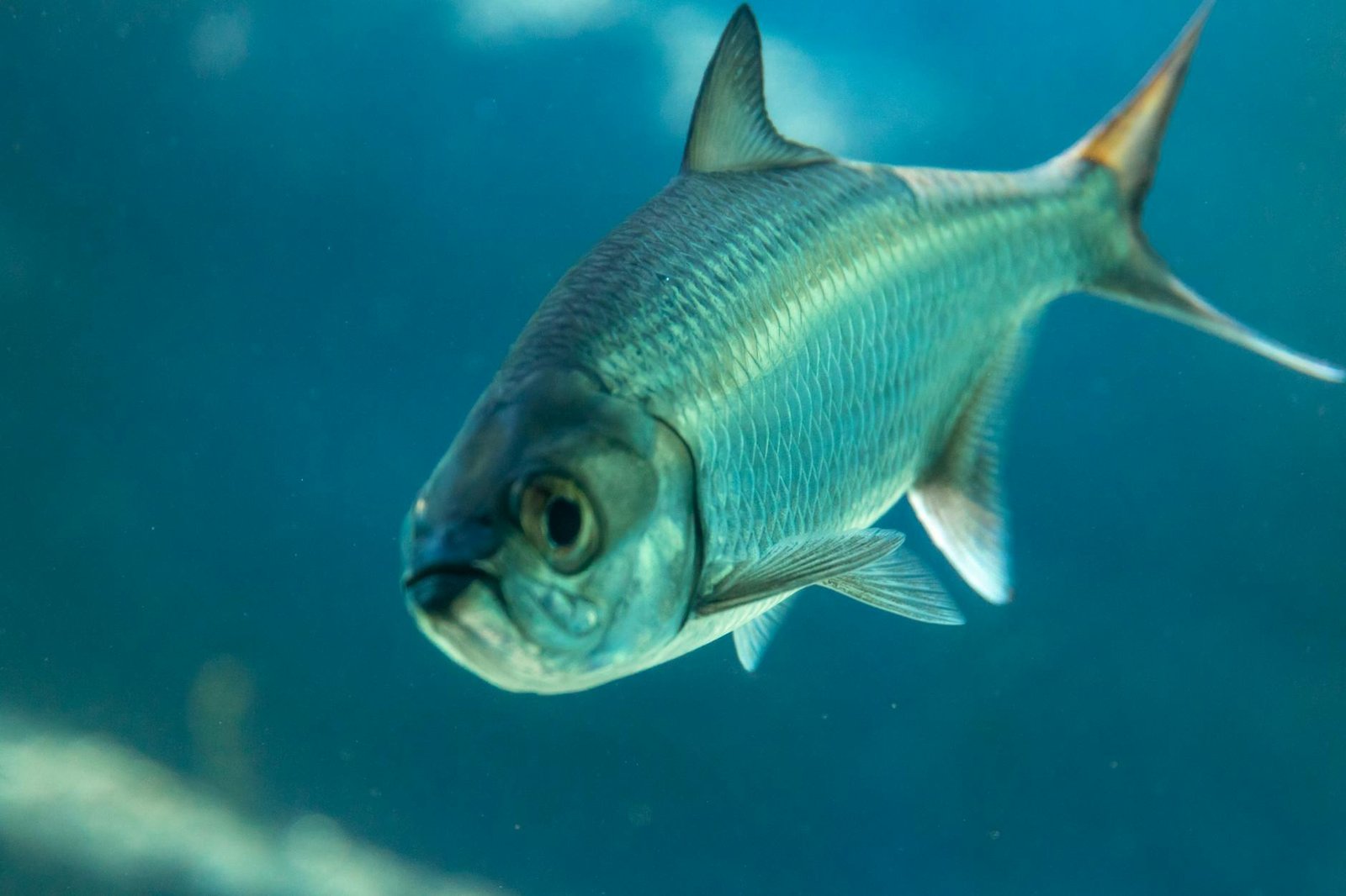 close up shot of a silver fish underwater