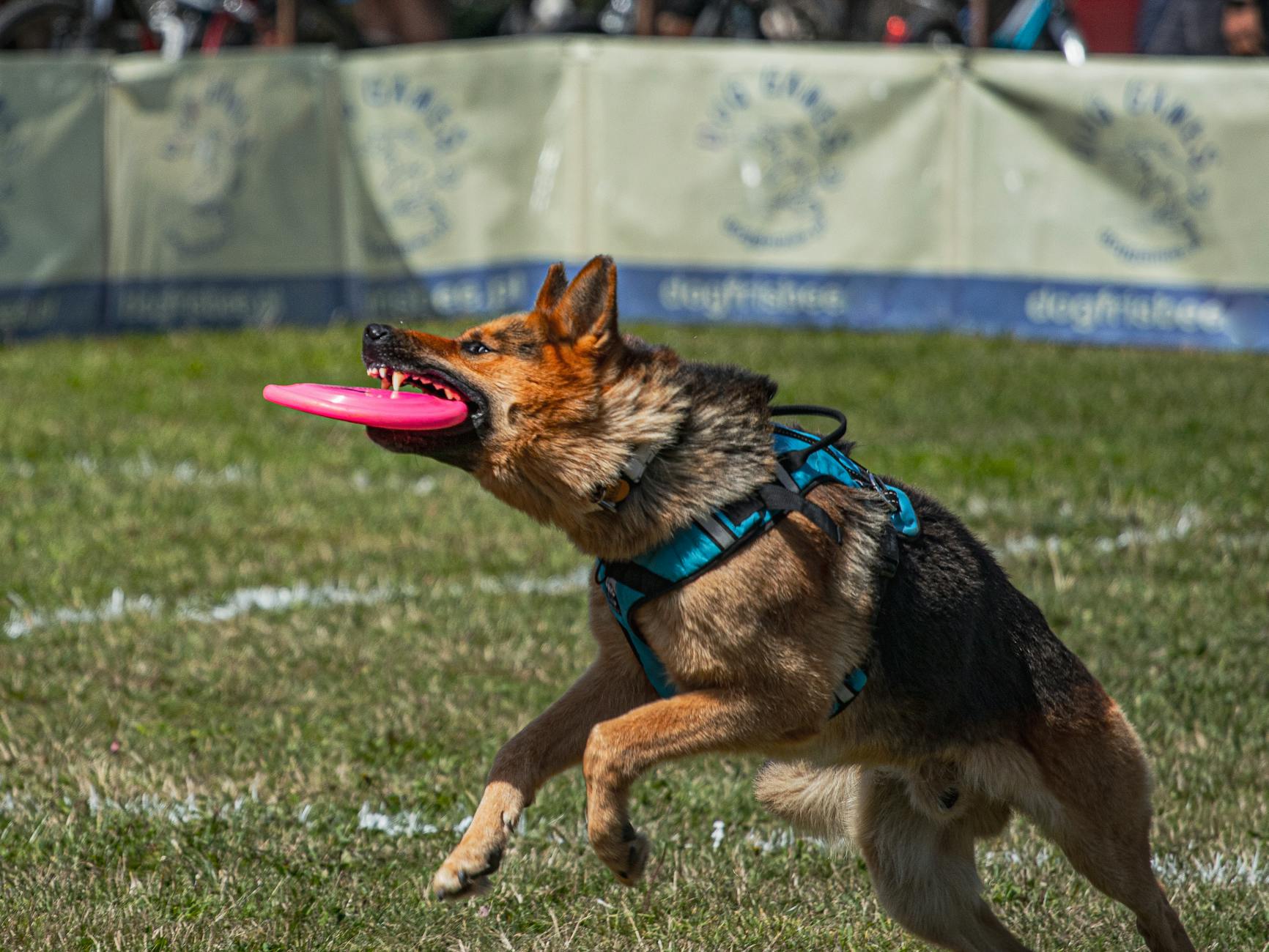 close up shot of a german shepherd dog catching the frisbee