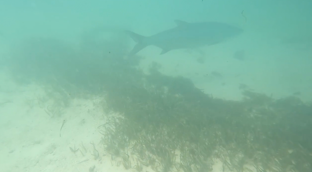 DRY TORTUGAS