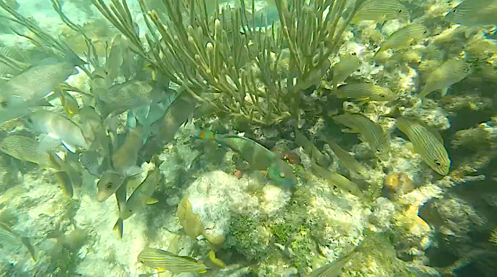 DRY TORTUGAS